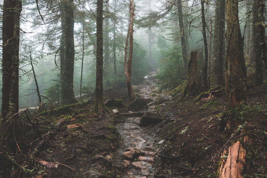 Bosco nella nebbia, sentiero e suolo irregolare, senza personaggio